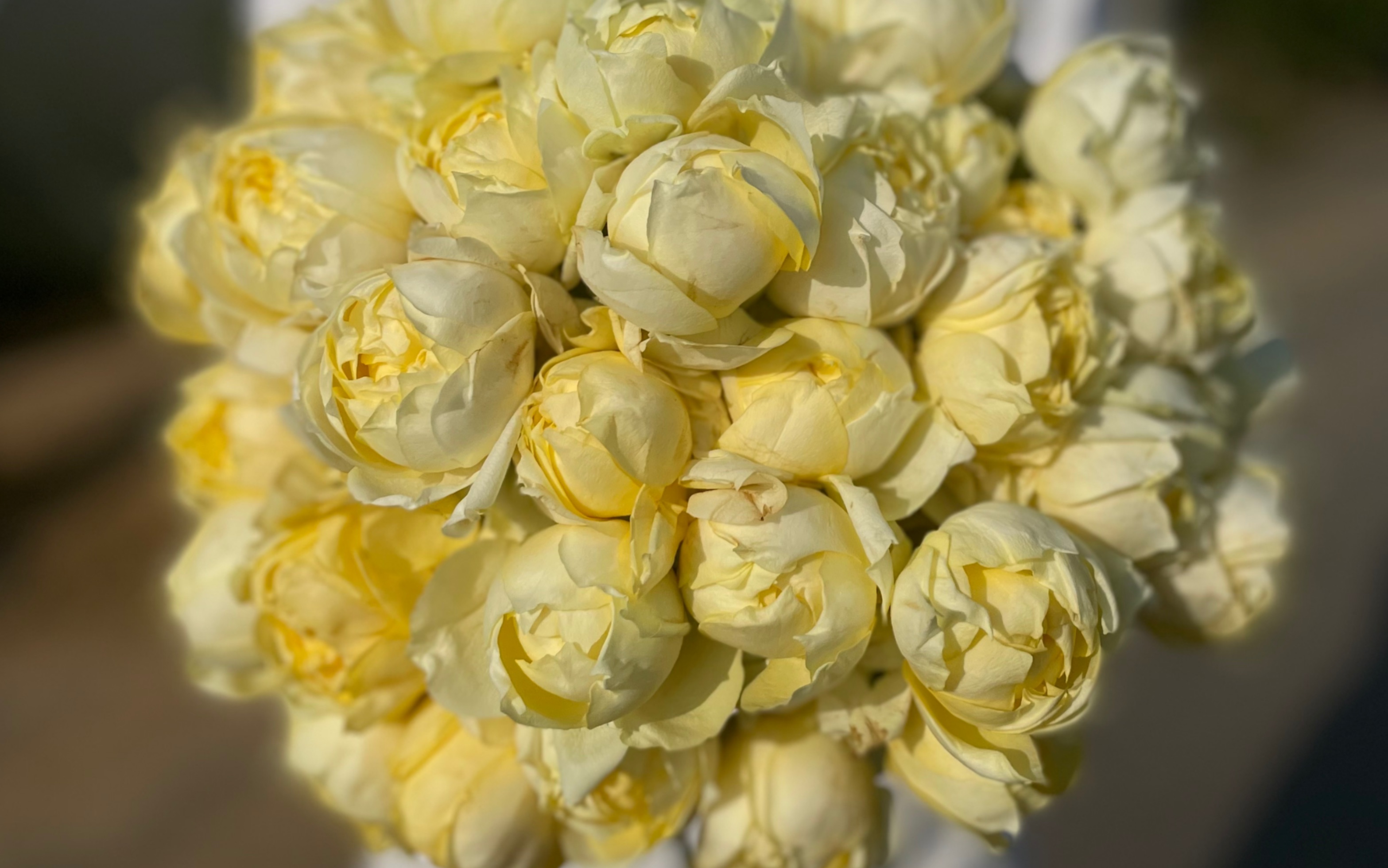 石栩拆箱日记第五期-再囤一次切花柠檬朱莉塔月季顺带一下香草朱莉塔