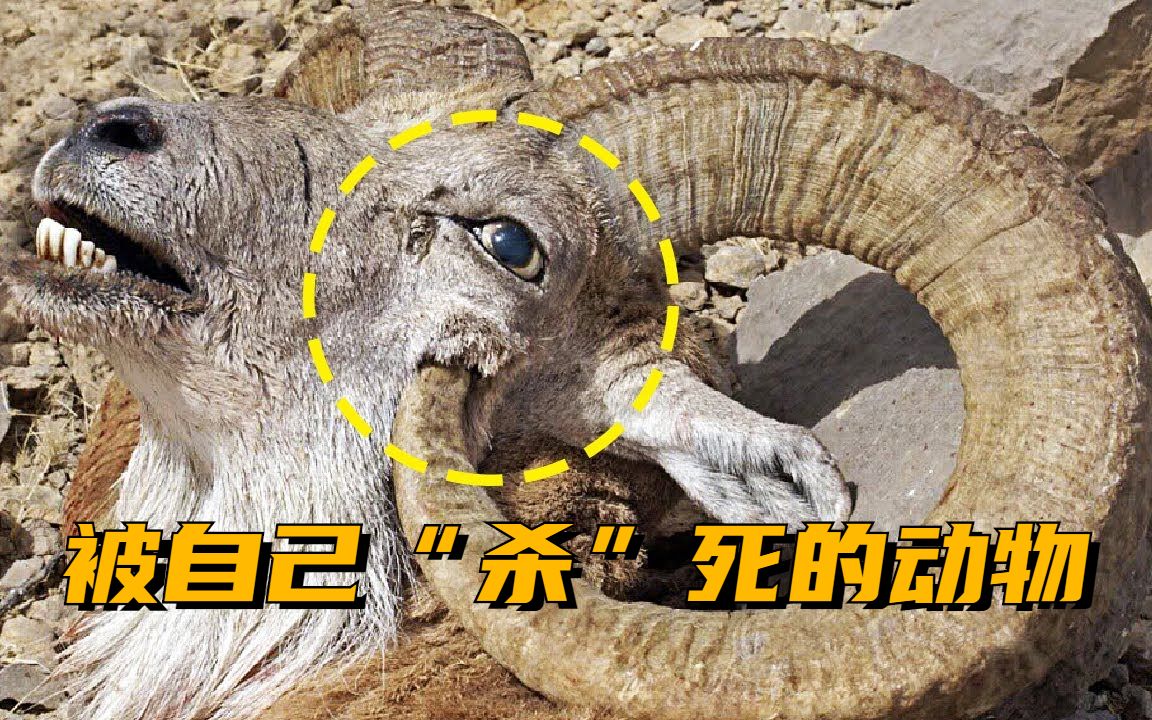 那些被自己"杀"死的动物,既心酸又好笑_哔哩哔哩 (゜-゜)つロ 干杯