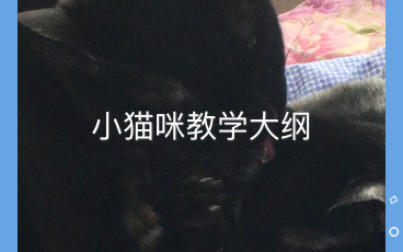 小猫咪学习本领了哔哩哔哩bilibili