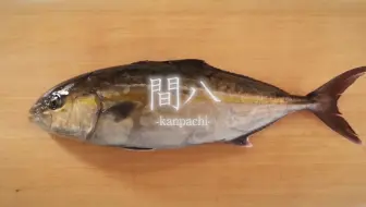日本刺身料理 太刀魚 たちうお のさばき方 哔哩哔哩 Bilibili