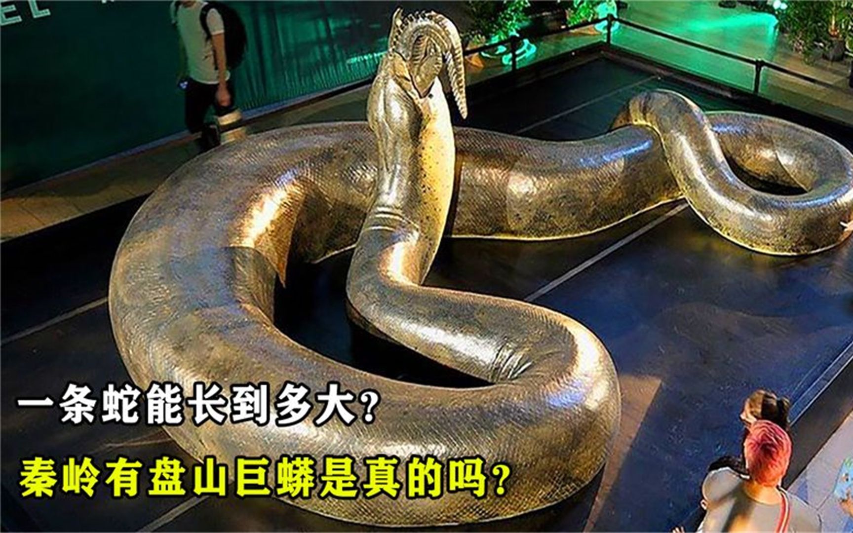 世界上最大的蛇,到底能长到多大?秦岭真的有盘山巨蟒吗?