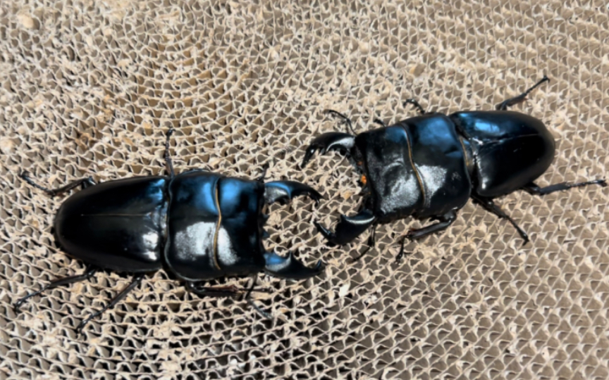 90mm短齿苏门答腊宽扁 vs 87mm牛头扁锹