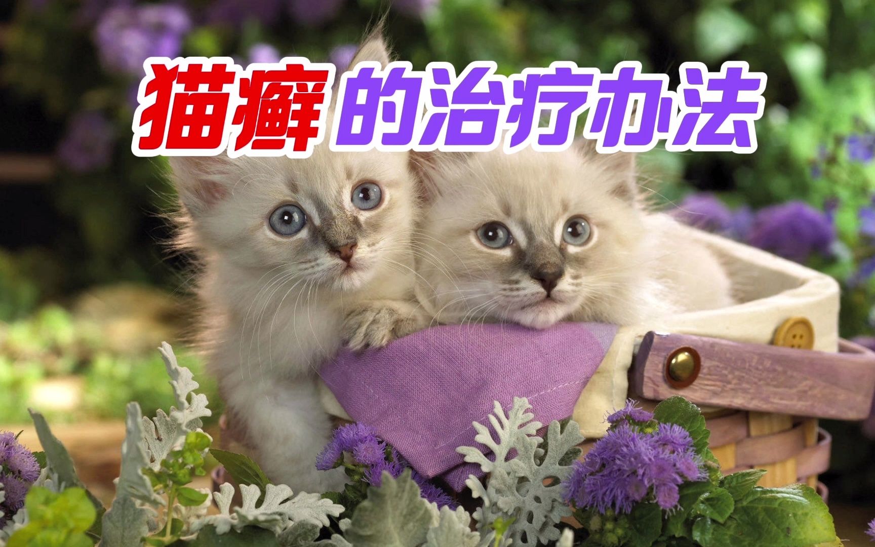 猫癣的治疗办法哔哩哔哩bilibili