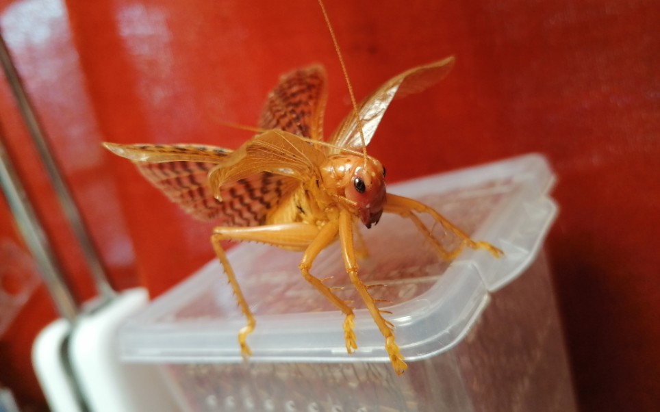 显沟蟋螽捕食帆翅似织螽失败篇