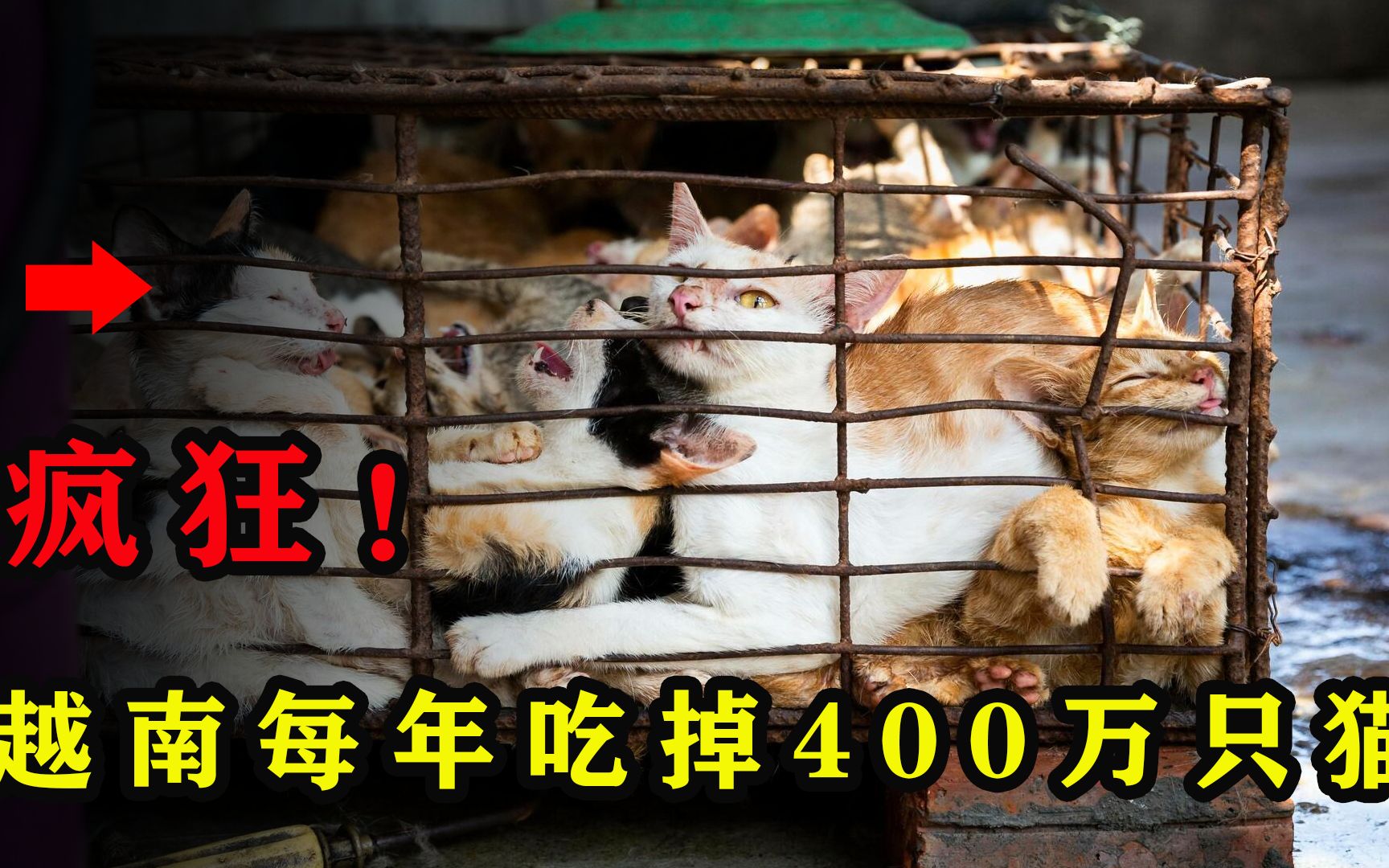 每年吃掉400万只猫!流浪猫都快吃绝了,越南人为何爱吃猫肉?哔哩哔哩bilibili