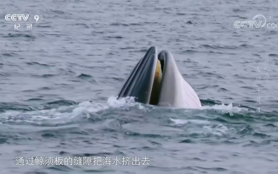 [图]罕见！世界上最神秘的鲸鱼布氏鲸张开大嘴捕食 引得众海鸥围观《自然的力量·大地生灵》第四集【CCTV纪录】