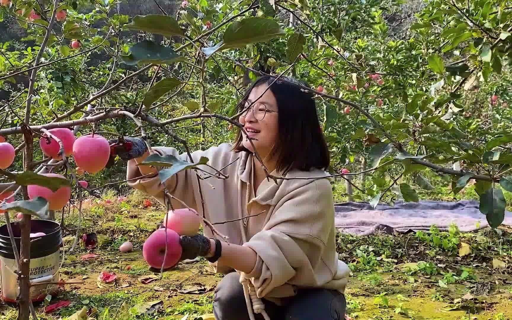 [图]今天全家又来摘苹果了，这个秋天有半个月都在苹果树地里，丰收了