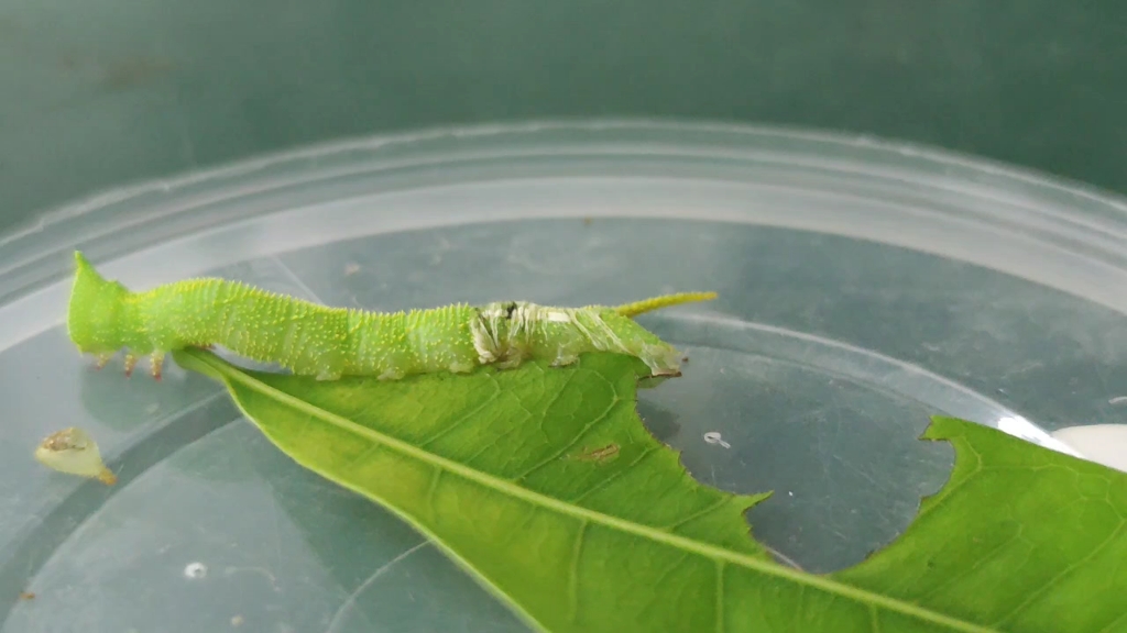 椴六点天蛾从三龄到四龄