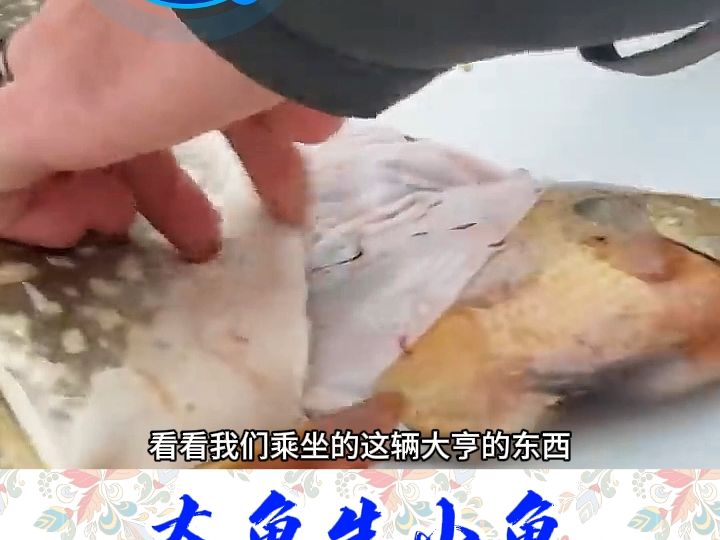 [图]什么？大鱼生小鱼？？