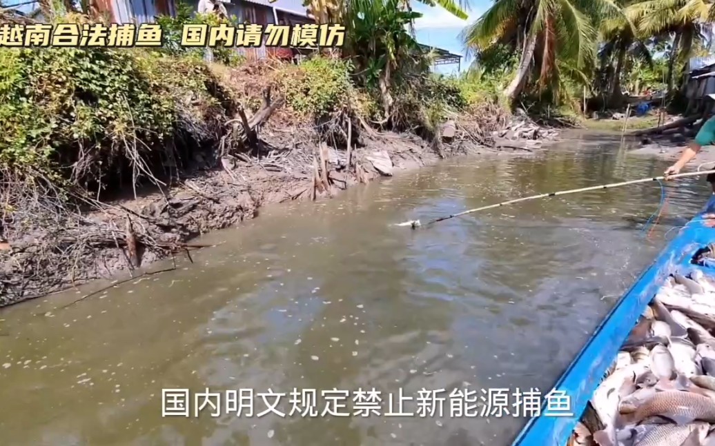 一句左零右火,雷公助我,鱼获就能爆满山,越南捕鱼现场,国内已禁止电鱼行为.哔哩哔哩bilibili