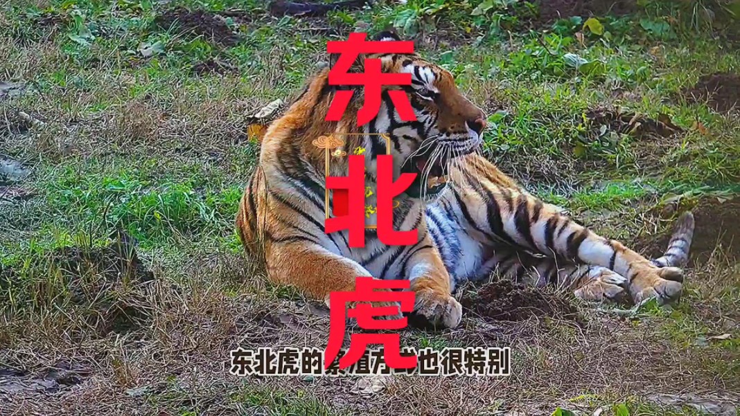 动物之东北虎哔哩哔哩bilibili