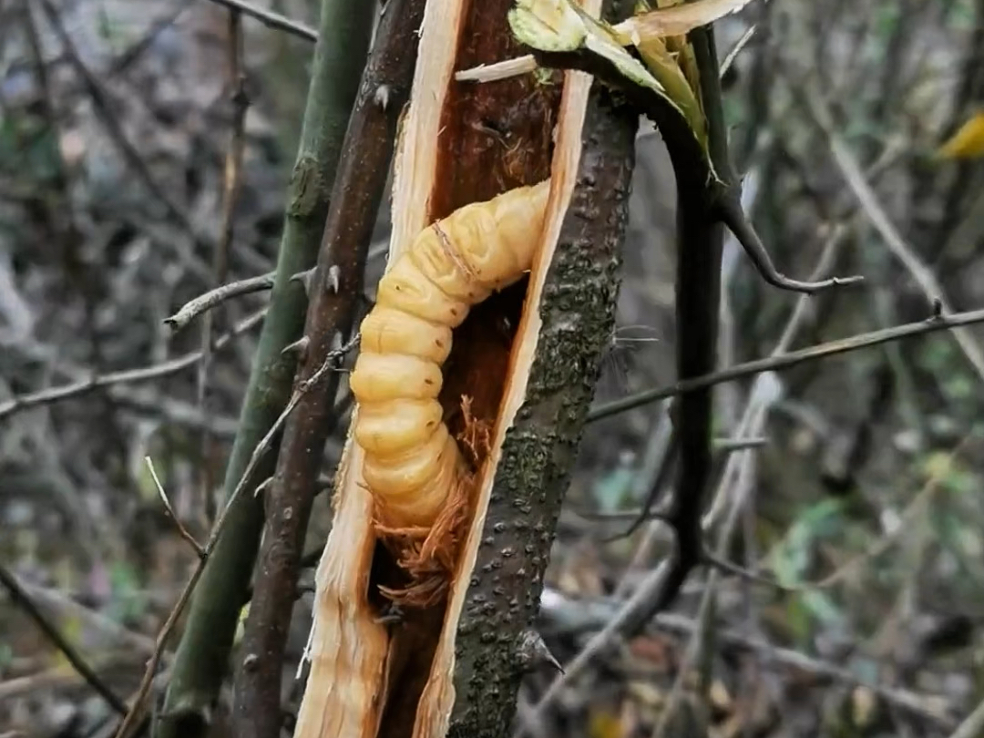斗米虫云实树