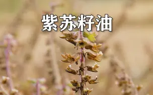 Download Video: 紫苏叶子能做菜调味，籽还可以榨油，拌酸奶或搭配主食吃好处多