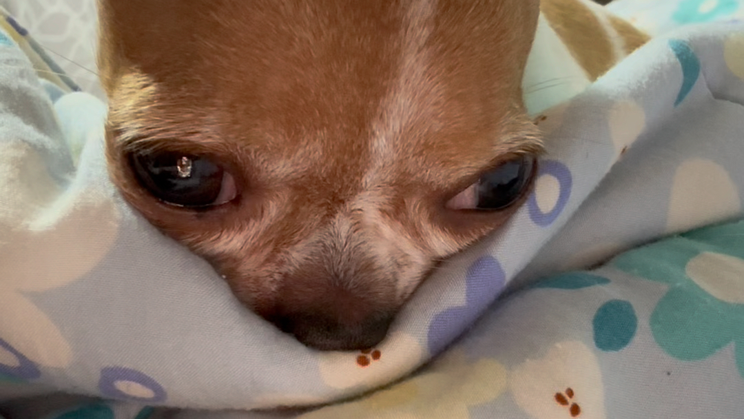 咪崽:大耳朵图图