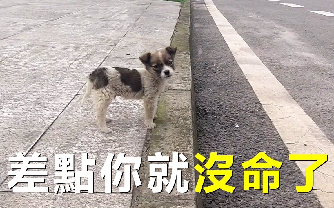 对救下的小狗说你走吧,我不要你了