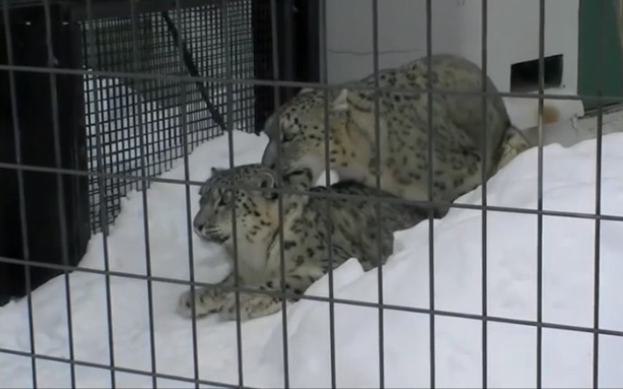 薮猫目睹了雪豹的交配全过程_哔哩哔哩_bilibili