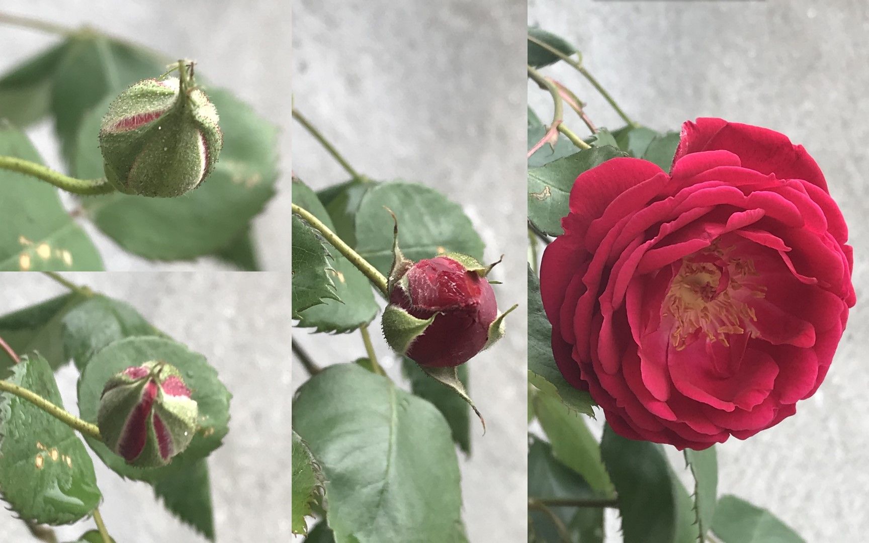 玫瑰花的生长顺序图片