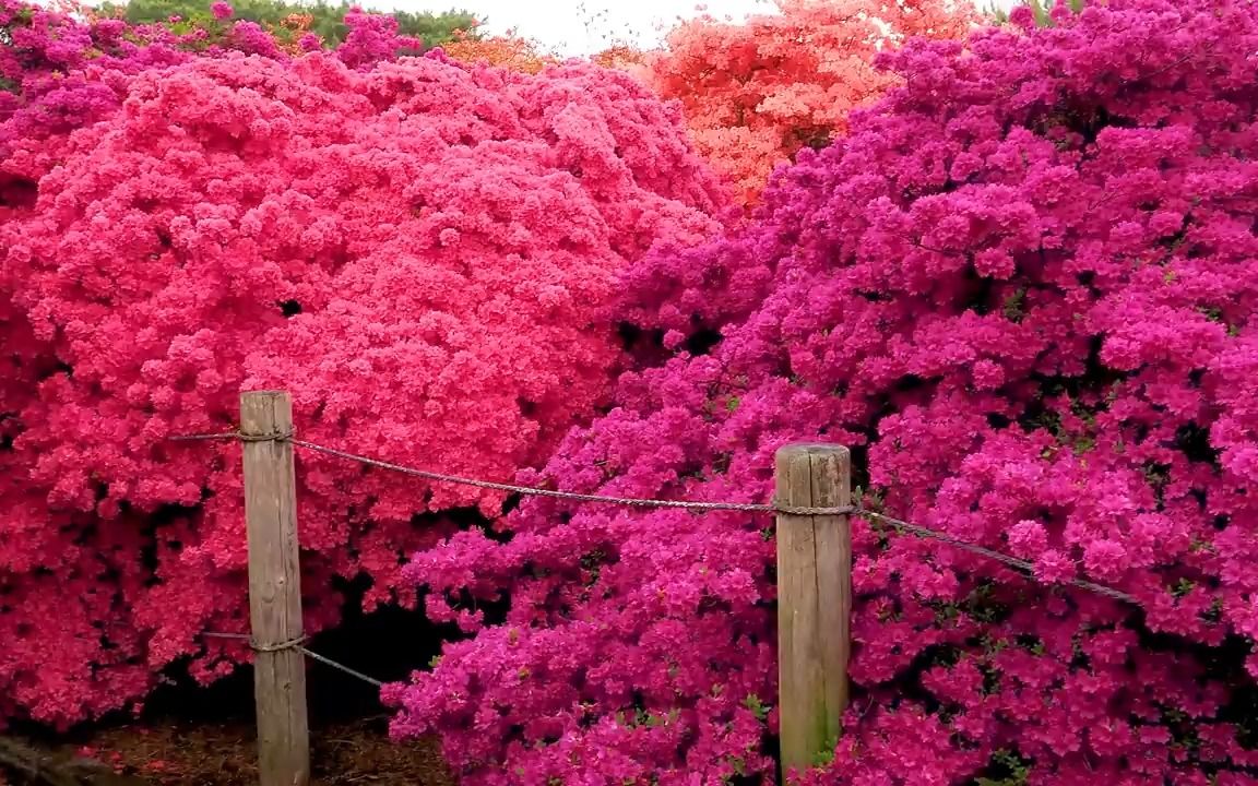 [图]【杜鹃花和紫藤花】800年的杜鹃花树，1200年的紫藤树。