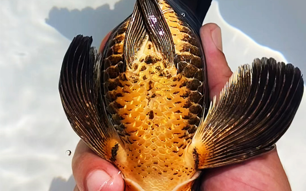 这才是黑蝴蝶鲤吧?底部金红色,两对龙须,一对鼻花,尾巴镶金边!