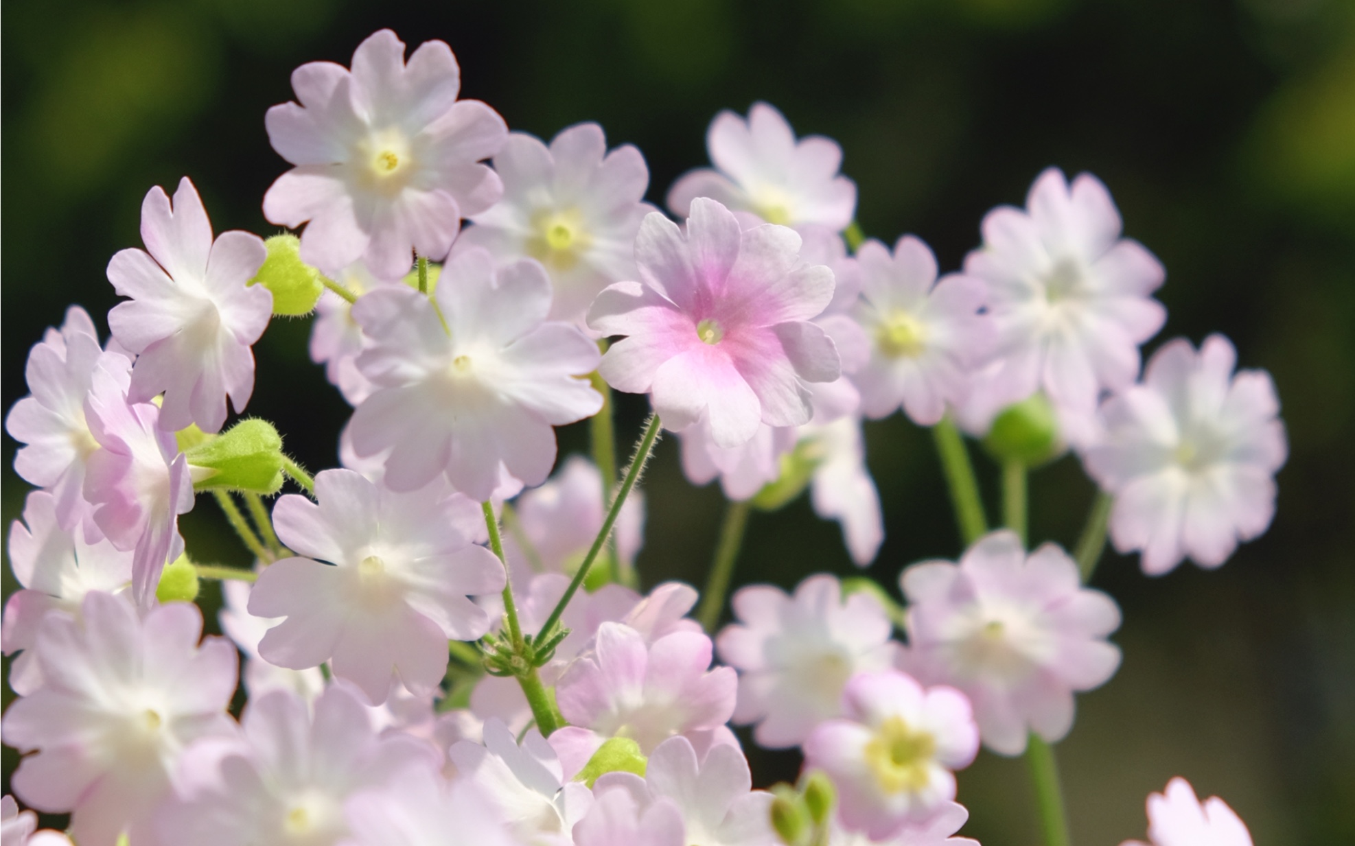 陕西羽叶报春收官啦