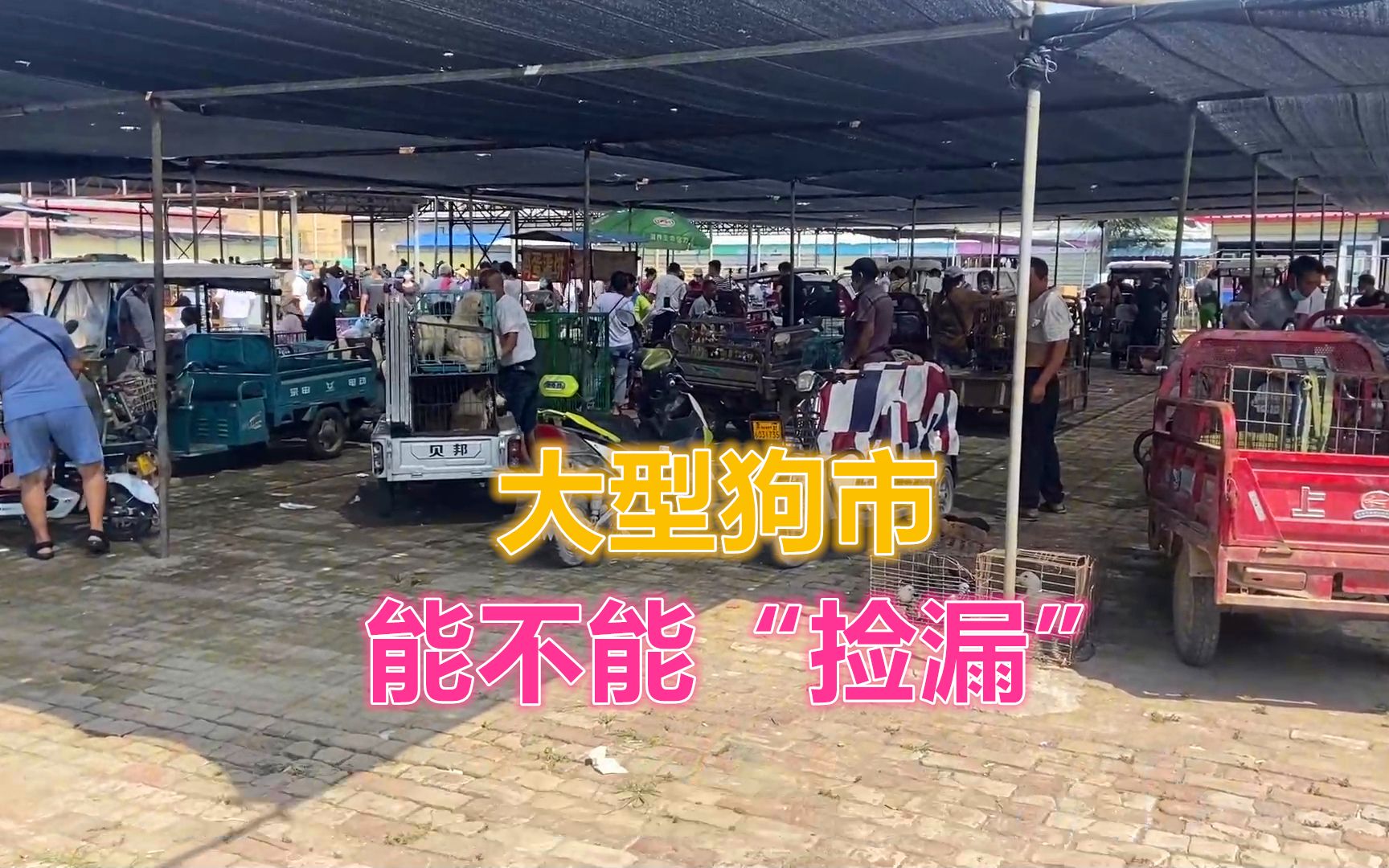 大型狗市开市啦!宠物店老板都来淘狗“捡漏”的地方,非常热闹!哔哩哔哩bilibili