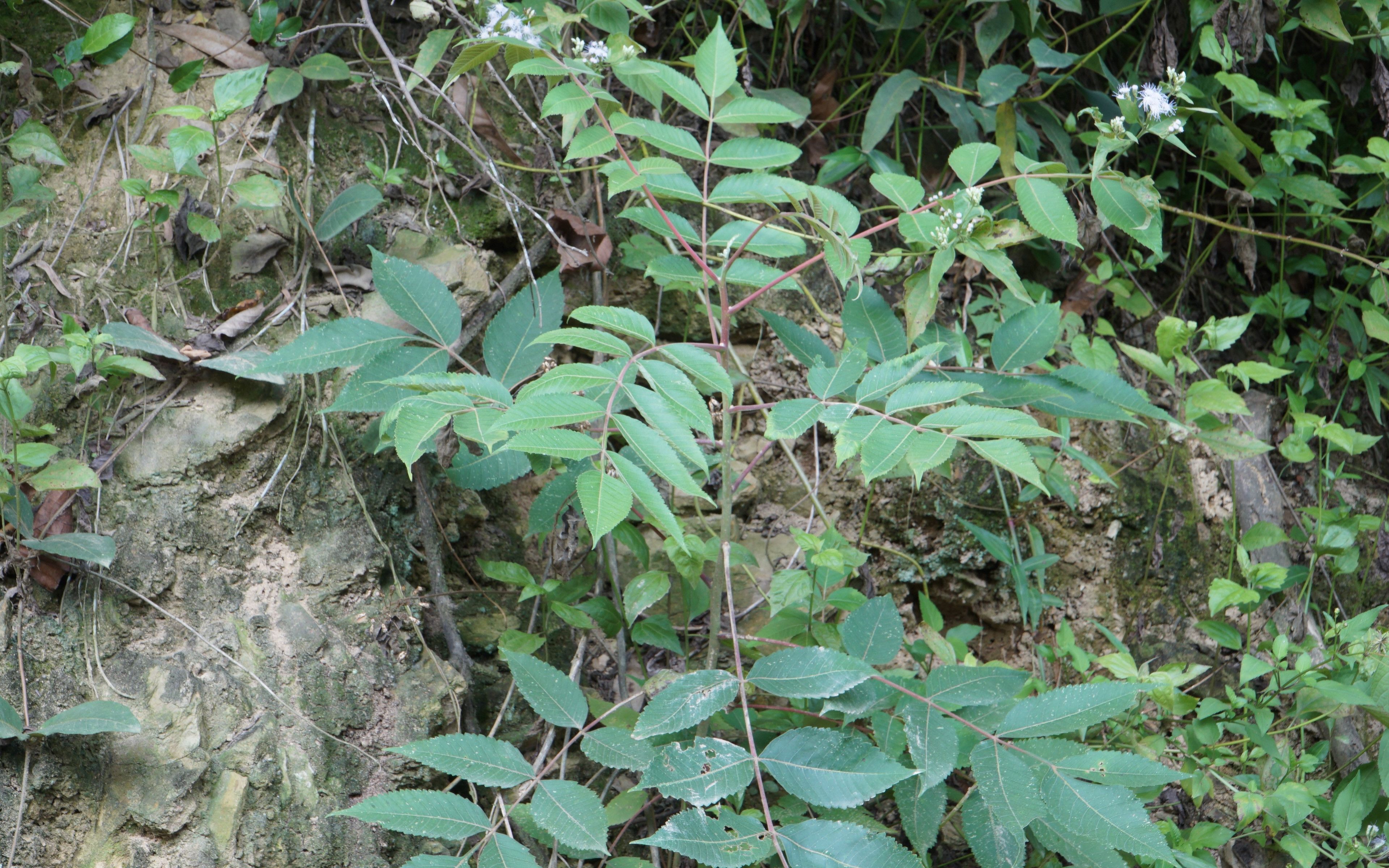 盐肤木(漆树科)—常见山野植物,五倍子蚜虫寄生,能制油盐醋哔哩哔哩bilibili