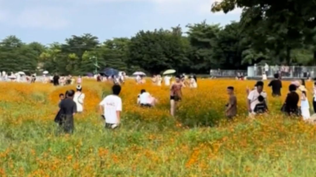 景区回应游客进花田内踩踏，花田不允许踩踏 ，已立警示牌但收效甚微，保安只能劝阻，不能有身体接触。