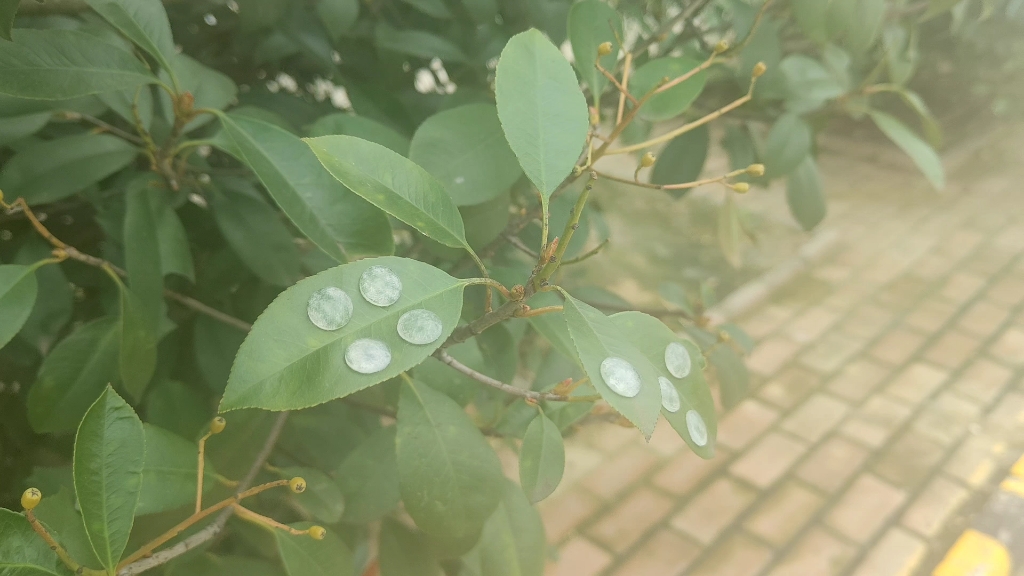 [图]在高速服务区休息的时候，看到树叶上几个直径相近的白色圆圈，这是啥？有知道的吗？