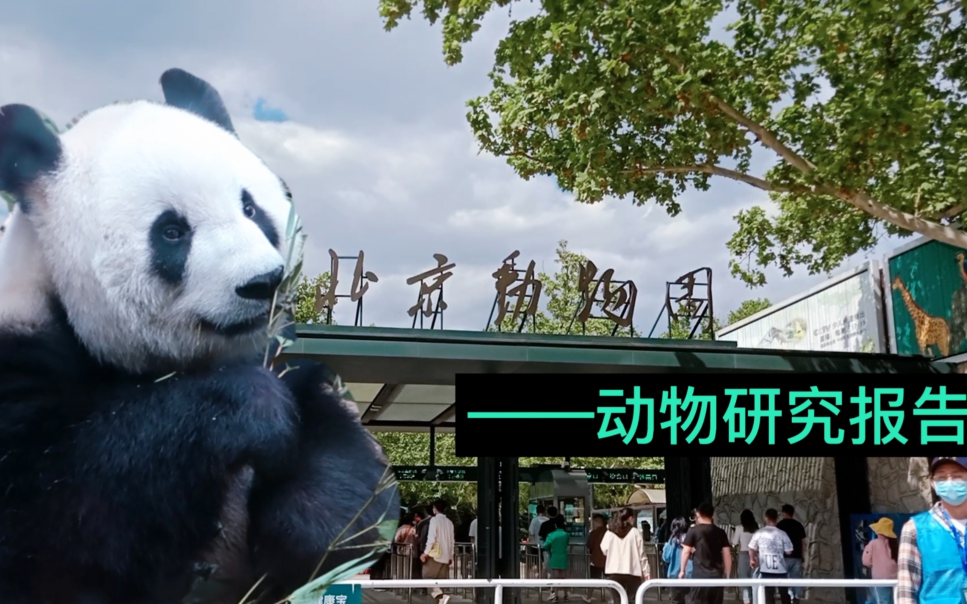 北京动物园五一研究得出形容动物好看像假的一样