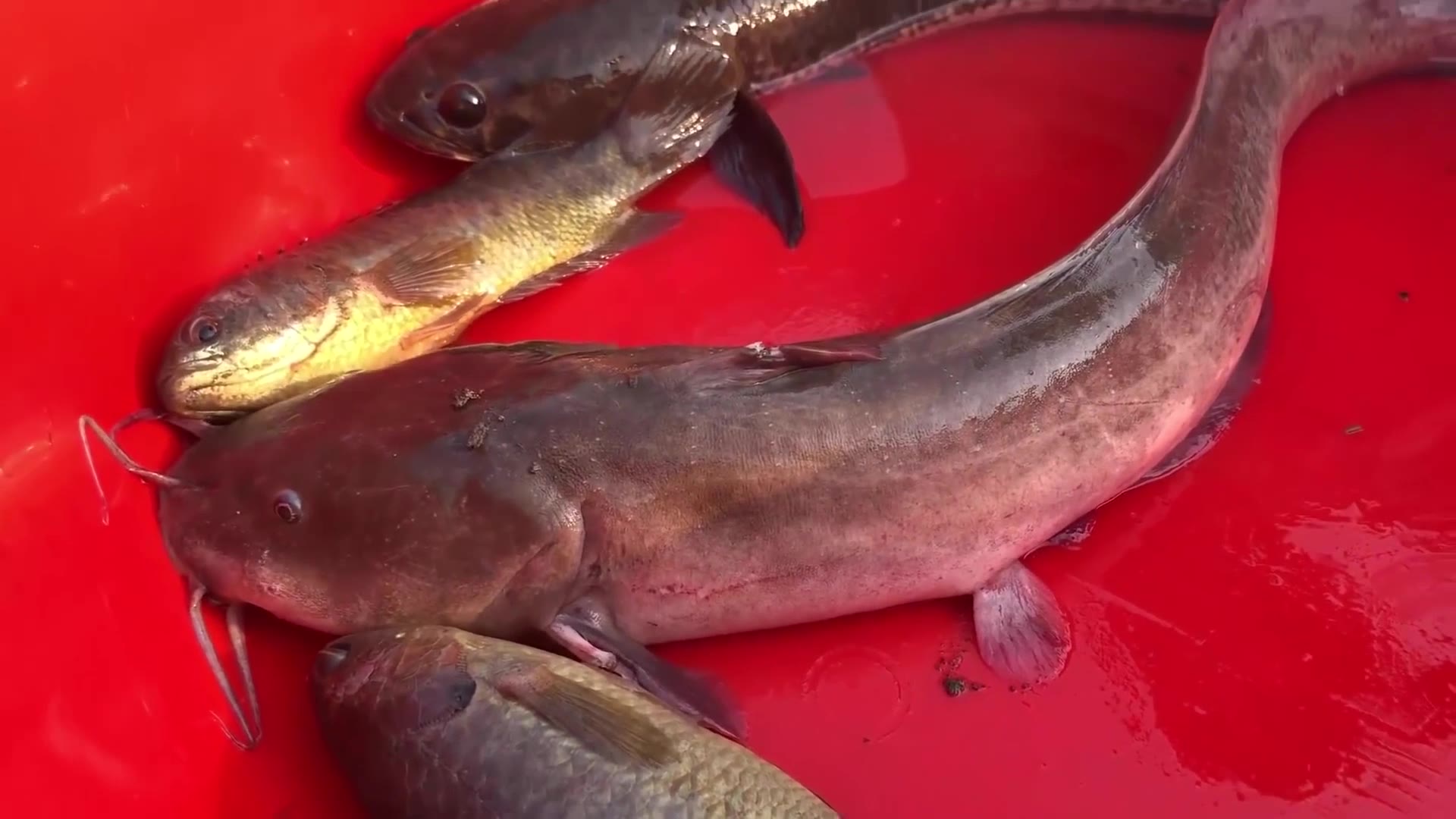 农村表妹钓灰鳗鲶鱼 运气暴涨 钓都是大鱼_哔哩哔哩_bilibili