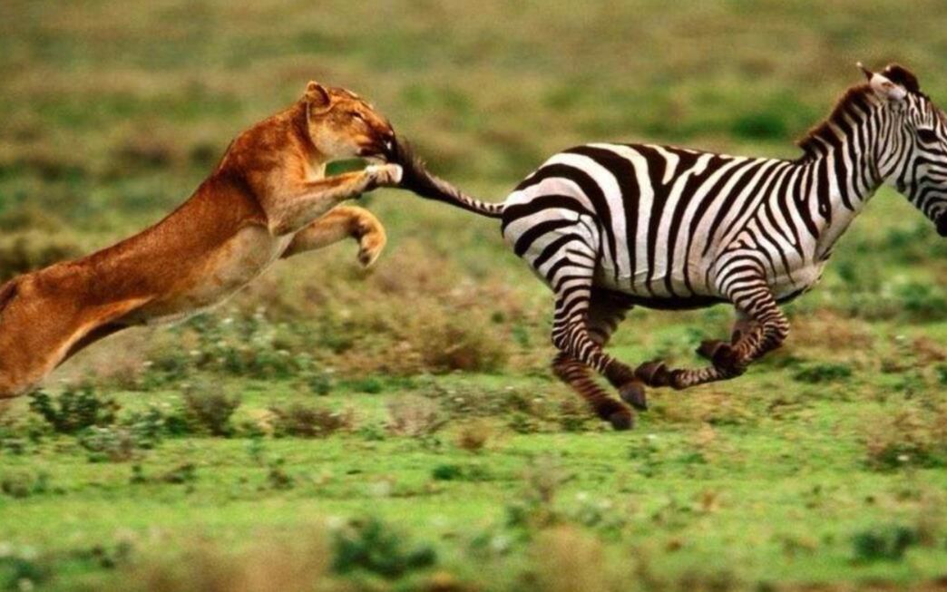 斑马踩踏狮子,狮子被压着不好躲开,镜头记录全过程!