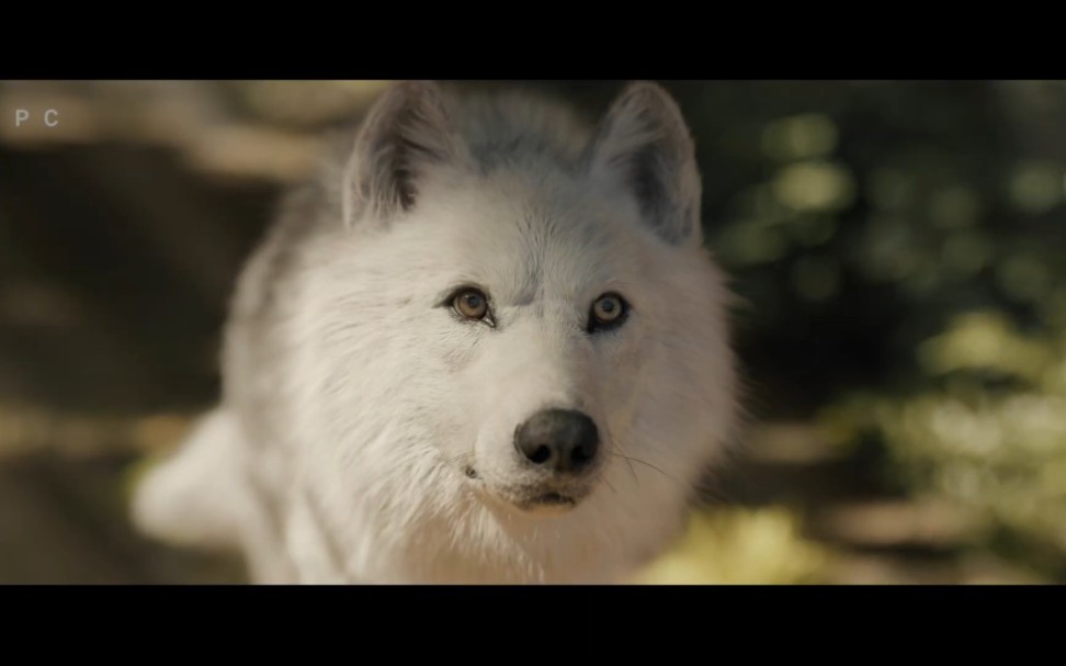 mpc 电影 - 野性的呼唤 vfx 特效解析_哔哩哔哩 (゜-゜)つロ 干杯