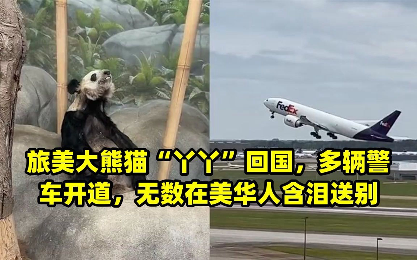 旅美大熊猫即将回国图片