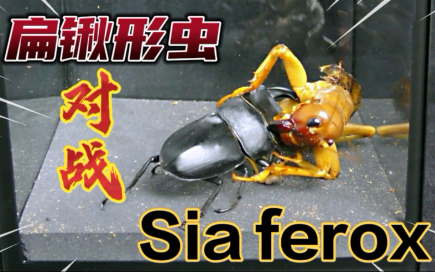 扁锹形虫对战siaferox拥有锋利大颚的两个家伙到底谁更厉害4k超清