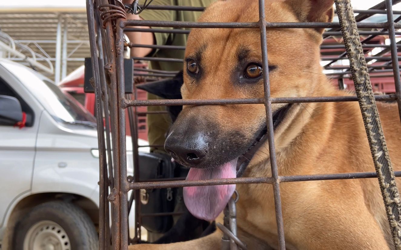 笼子里发现好货,大瓦盖鼻狼眼,非常不错的大山潜力狗_哔哩哔哩_bili