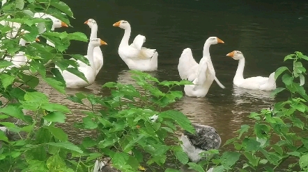 肩胛骨,也叫做琵琶骨,它是我们心的背甲,去动一动它,就会发现它是一个巧妙的机关,你可以用它来拨动很多东西.就是以骨调筋再调筋.哔哩哔哩...