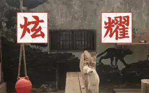 Video herunterladen: 【西野猞猁】快看快看！这是妹妹今天打工的工资，是妹妹凭本事赚的兔兔，感谢兔兔！出自23.07.26天音直播录屏