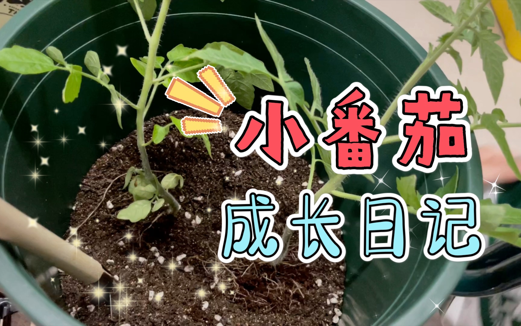 小番茄成长日记来啦