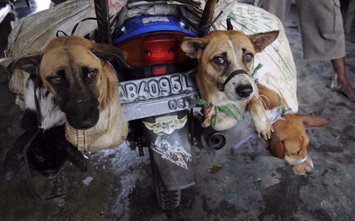 偷狗贼一般都是怎么偷狗的?_哔哩哔哩_bilibili