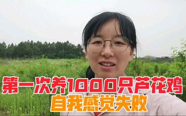 [图]第一次养1000只芦花鸡。自我感觉有些失败