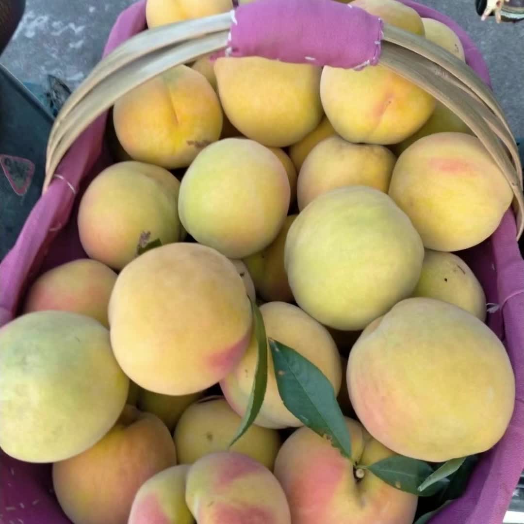 自家种的三湖锦绣黄桃甜甜的一整箱带箱十斤包邮8259