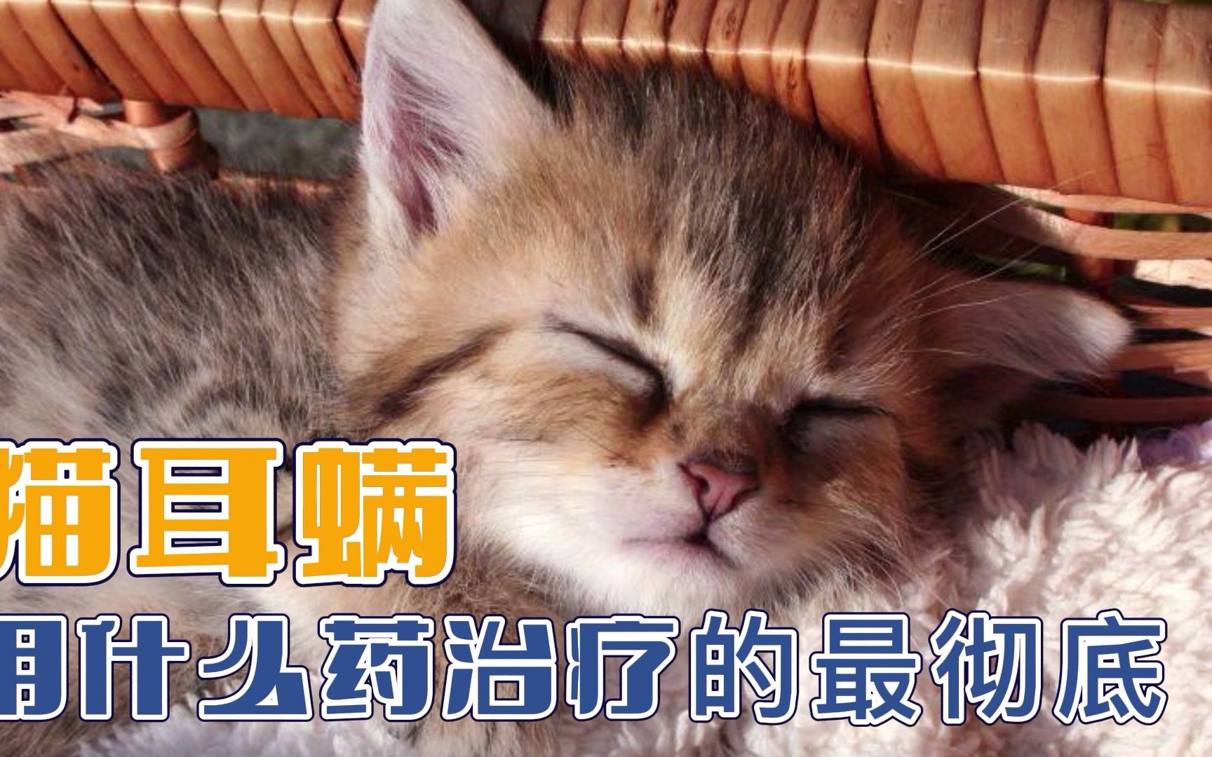 猫耳螨用什么药治疗的最彻底哔哩哔哩bilibili