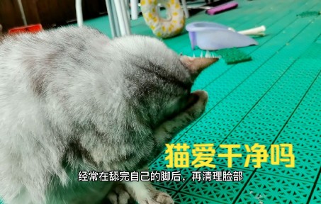 猫觉得自己身上有其它异味,会频繁舔毛,猫爱干净吗哔哩哔哩bilibili