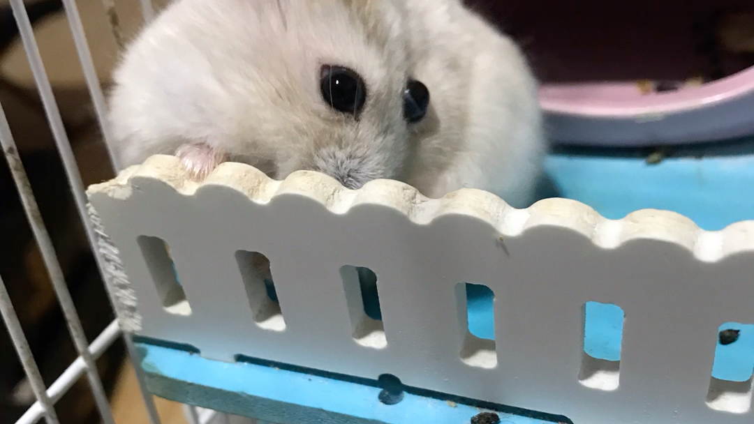 大眼萌妹子之发呆