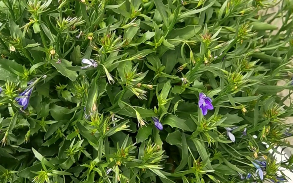 雨后初晴整理一下六倍利盆栽
