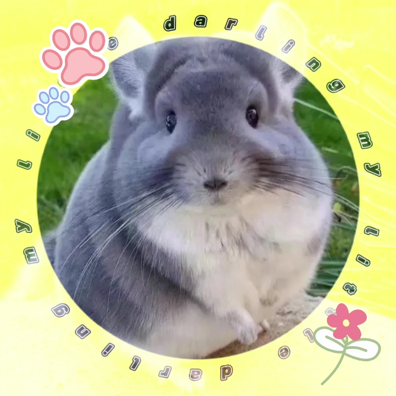 想要养一只龙猫