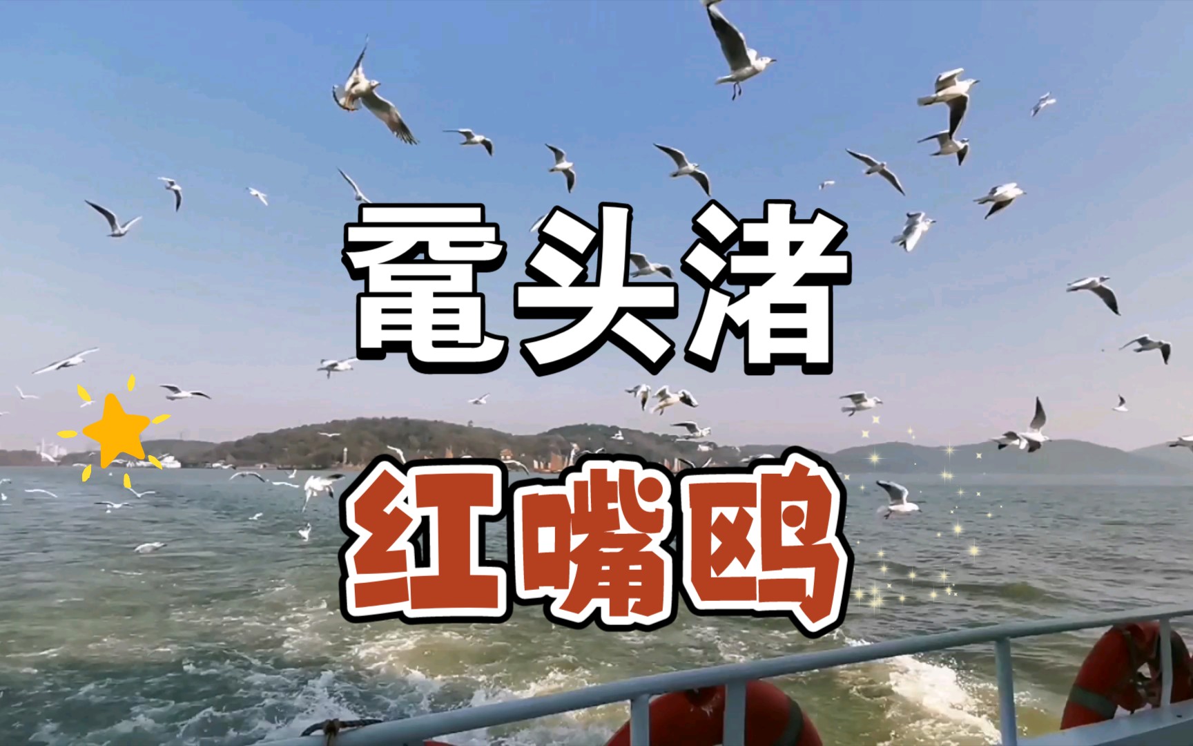 【鼋头渚】游船与红嘴鸥|无锡旅行哔哩哔哩bilibili