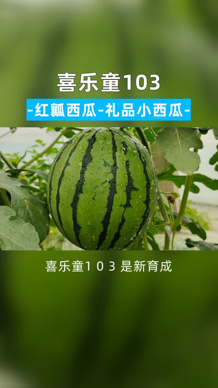 青州黄皮西瓜 #河北大西瓜 #潍坊礼品西瓜苗