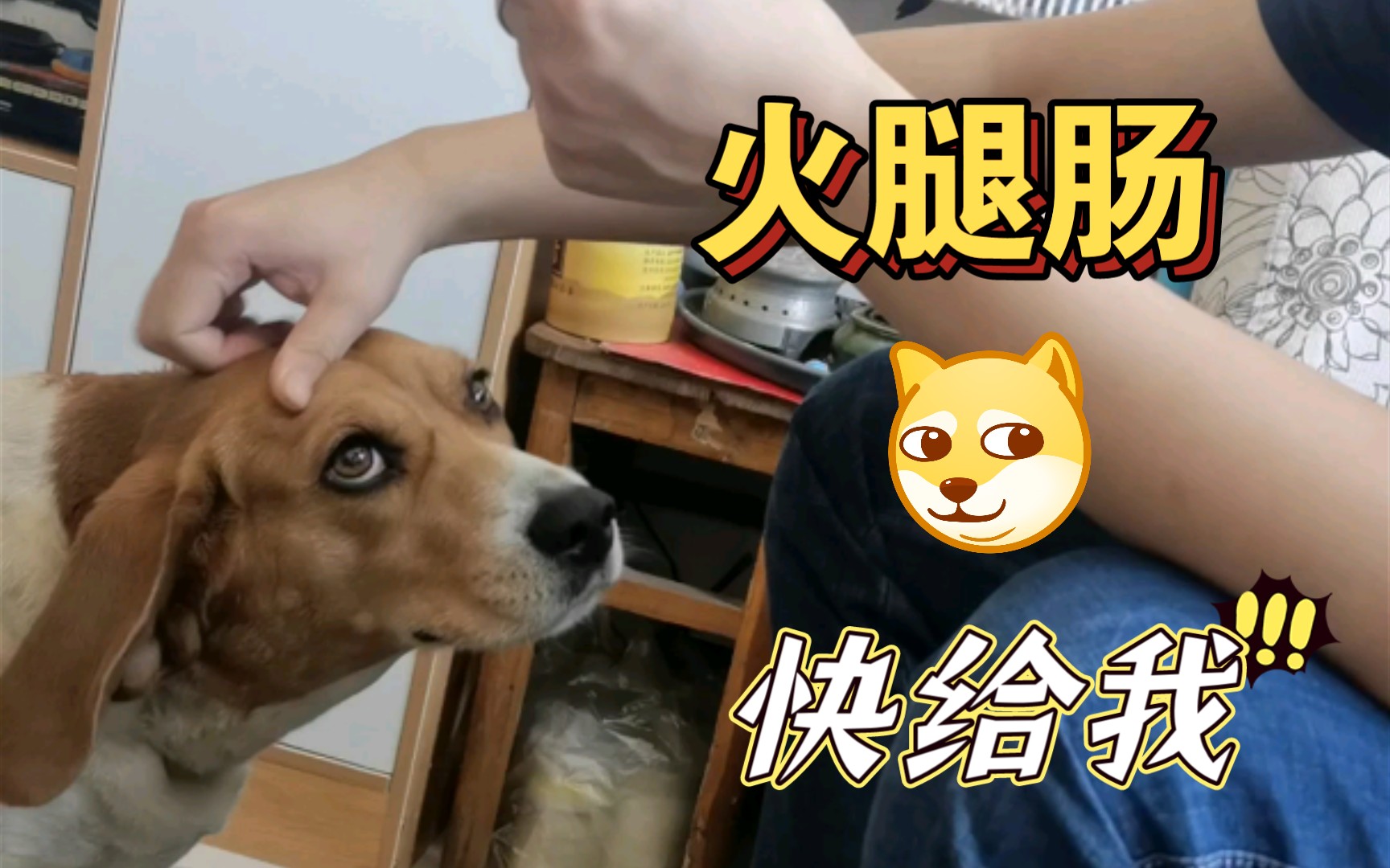 姐姐又来钓鱼执法.逼格犬基操:三口一根肠!哔哩哔哩bilibili