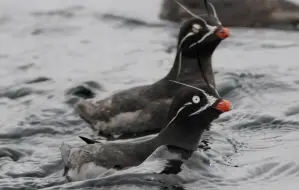 Télécharger la video: 须海雀 Aethia pygmaea （yt@jaybirdvidz45